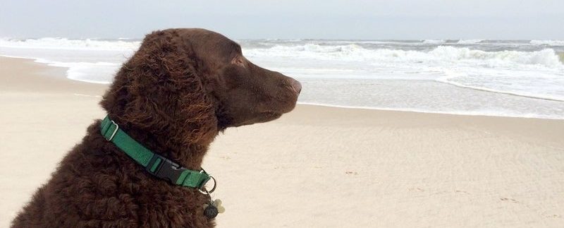 Dogs Now Allowed On Ocean City Beaches, But Keep Them Leashed