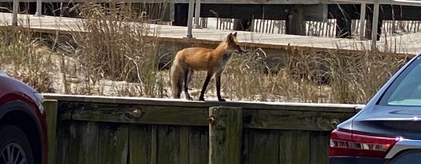 Foxes Make Presence Known in “Denning Season”