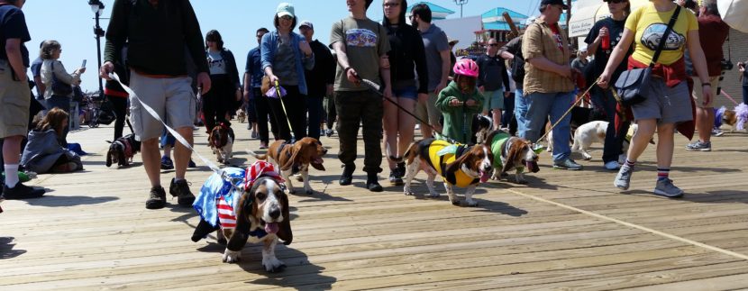 Boardwalk to Host Dog Day, Howl-O-Ween Parade
