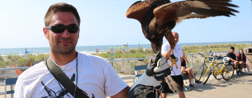 Raptors Returning to Ocean City to Chase Gulls