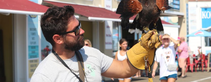 Look Out, Seagulls – Raptors Are Coming Back to Ocean City