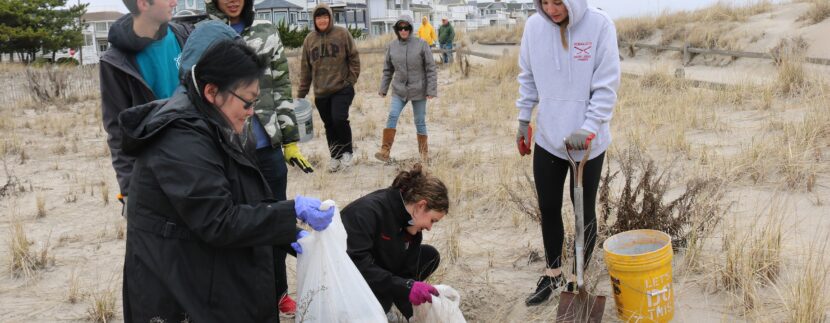 Ocean City Seeks Volunteers for Dune Planting