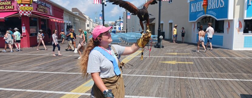 FYI Seagulls: Raptors Returning to Ocean City
